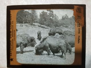 Antique Keystone Glass Camera Slide (232) Wild Buffalo Grazing