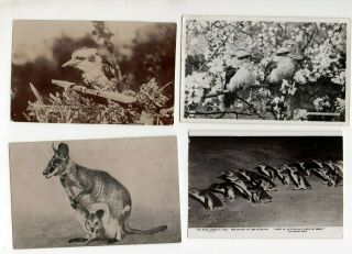 7 Vintage Postcards: Australian Animals & Birds