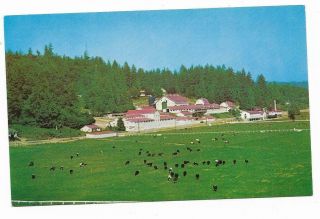 Vintage Washington Chrome Postcard Carnation Farms Home Of Contented Cows