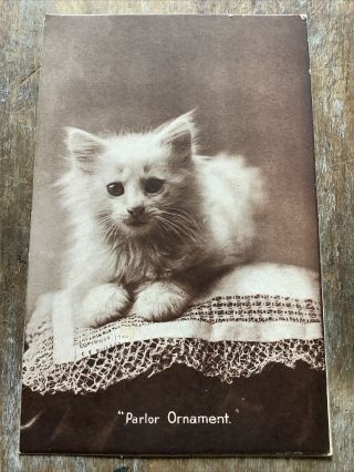 Vintage Cat Kitten Postcard Parlor Ornament The Cute Kitty 1908