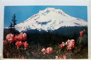 Oregon Or Mt Hood Rhododendrons Mountain Postcard Old Vintage Card View Standard
