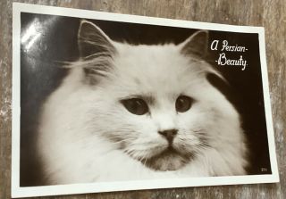 Vintage White Persian Cat Kitten Postcard