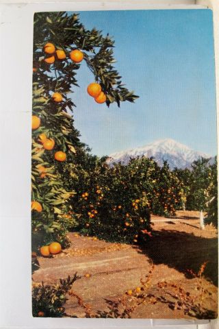 California Ca San Bernardino Foothills Postcard Old Vintage Card View Standard