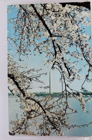 Washington Dc Monument Cherry Blossom Time Tidal Basin Postcard Old Vintage Card
