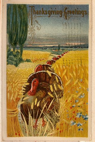 1913 Vintage Thanksgiving Postcard - Parade Of Turkeys Through Wheat