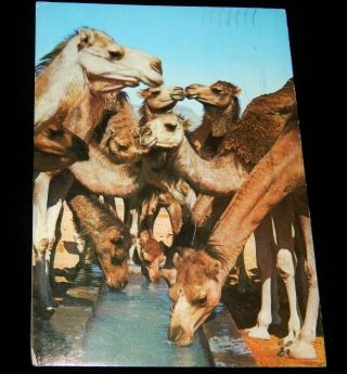 Vintage Postcard,  Tunisia,  " Kisses From Tunisia ",  Camels,  Mailed From Yugoslavia
