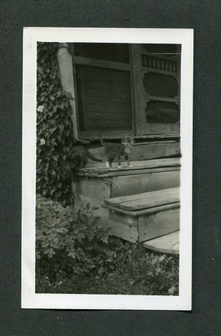 Unusual Vintage 1941 Photo Pet Cat & Kitten On Porch 446090