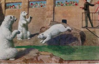 Vintage Art Postcard: Polar Bears At The Zoo By C.  T.  Howard