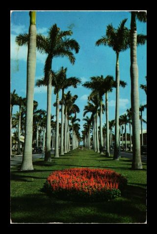 Dr Jim Stamps Us Royal Palms Old Cars Florida Street View Chrome Postcard 1953