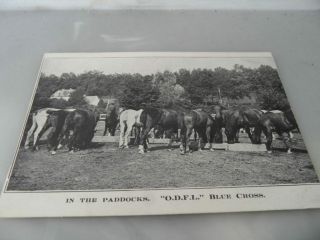 Horses In The Paddocks O.  D.  F.  L.  Blue Cross Vintage Postcard