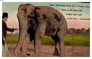 Vtg Postcard Babe (elephant) At The Walbridge Park Zoo Toledo Ohio