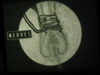 16mm The Living Cell Educational Film Silent 400 ' 3
