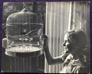 1930s Photograph Enlargement Girl Feeding Budgie In Cage