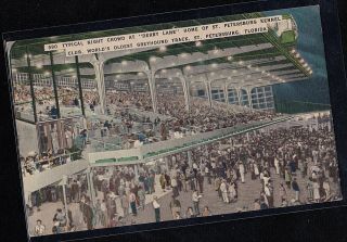Vintage Postcard Derby Lane Greyhound Track Kennel Club St.  Petersburg Florida