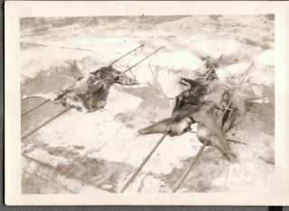 Vintage Photograph Barbeque Pig Ymca Camp - Boy Scouts Daytona Beach Florida Photo