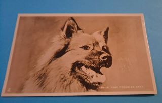 Vintage Dog Postcard.  Keeshond.  British.  Raphael Tuck.  Rppc.