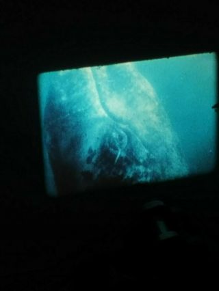 16mm Film The Whales That Wouldn 