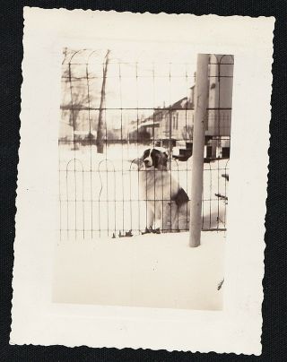 Vintage Antique Photograph Adorable Puppy Dog Sitting Behind Fence In Snow 1943