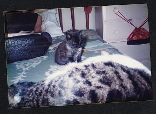 Vintage Photograph Adorable Little Cat / Kitten Sitting On Bed