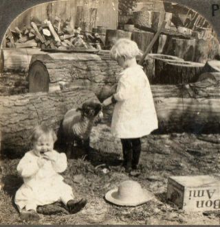 Baby Is Crying Because Lamb Is Drinking Her Bottle.  Stereoview Photo