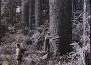 Rare 16mm Silent Film 1925 " The Forests " (william L.  Finley & Arthur N.  Pack)