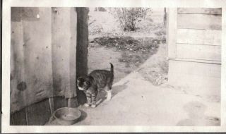 Vintage Photograph 1920 Graniteware Tabby Cat/kitten California Washington Photo