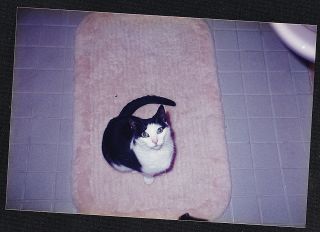 Vintage Photograph Adorable Little Cat / Kitten Sitting On Rug Looking Up