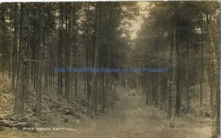 Bedfordshire Pine Woods Ampthill Real Photo 1946 Vintage Postcard