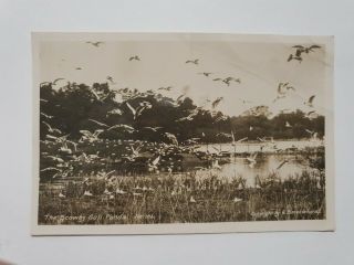 Vintage Postcard - 1933,  Scawby Gull Ponds,  Lincolnshire