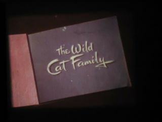 16mm Walt Disney The Cat Family Cougar 