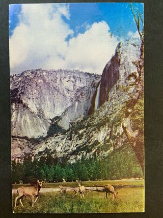 Deer In Yosemite Valley,  Ca Vintage Chrome Postcard 1953