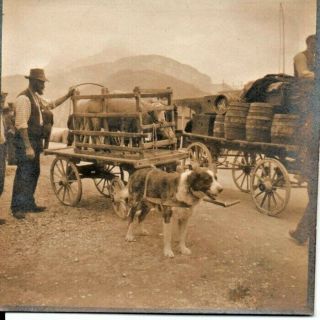 Switzerland St.  Bernard Dog Pulling Livestock Wagon Photo 1906