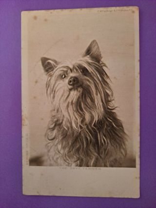 Vintage Dog Postcard.  Skye Terrier.  British.  Postmarked 1906.