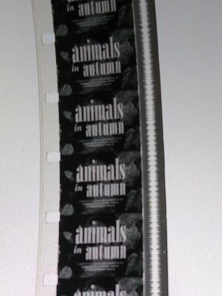 Animals In Autumn - 16mm Educational Film