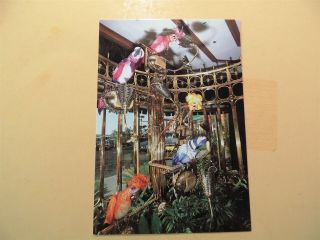 Golden Nugget Casino Hotel Laughlin Nevada Vintage Postcard Birds In Gilded Cage