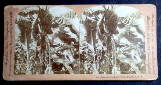 1900 Stereoview Card Of Banana Tree,  Lake Worth,  Florida