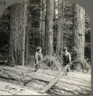 Oregon Forest Children Lumber Jacks With Axe And Saw.  Stereoview Photo