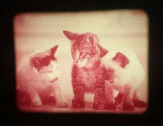 9 LIVES CAT FOOD (1969) COMMERCIAL - 16mm 2