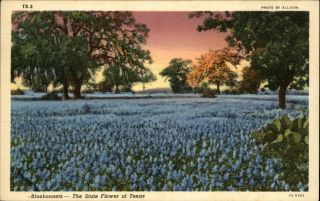 Blue Bonnets State Flower Texas Spring 1920s Vintage Postcard
