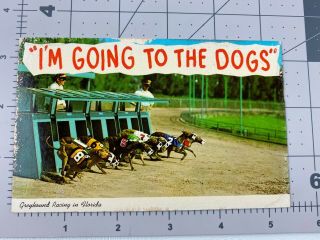 Vintage Florida Postcard - Greyhound Racing,  I 
