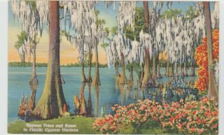 Cypress Gardens,  Fl Cypress Trees And Knees Vintage Postcard Linen Lake Eloise