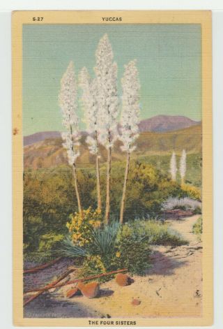 Yuccas Flower Of The Desert Four Sisters Vintage Linen Postcard Plant Az Yucca
