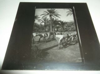 Vintage Glass Negative,  Ww1 Military In Africa