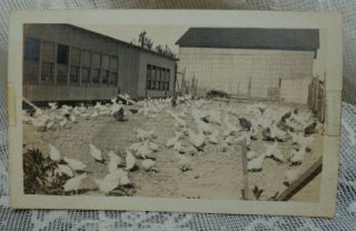 Antique Photo 1921 Chickens In A Barnyard By A Chicken House - Coupe And Barn.