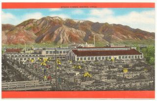 Stock Yards,  Ogden,  Utah,  Unmailed Vintage Postcard