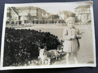 Vintage C1930s Photograph Little Girl With Pet Corgi Dog.  8 X 6cm.
