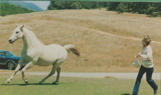 Vintage President Ronald Reagan Postcard Nancy With White Horse Gift From Mexico