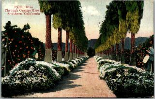 Vintage 1920 Southern California Postcard " Palm Drive Through Orange Groves "