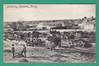 Jersey : Seaweed Gatherers At Le Hocq : Vintage Postcard