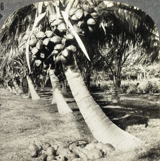 Keystone Stereoview Coconut Trees,  Palm Beach,  Florida Of Rare 1200 Card Set 46